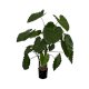 Artificial 4ft Alocasia Calidora